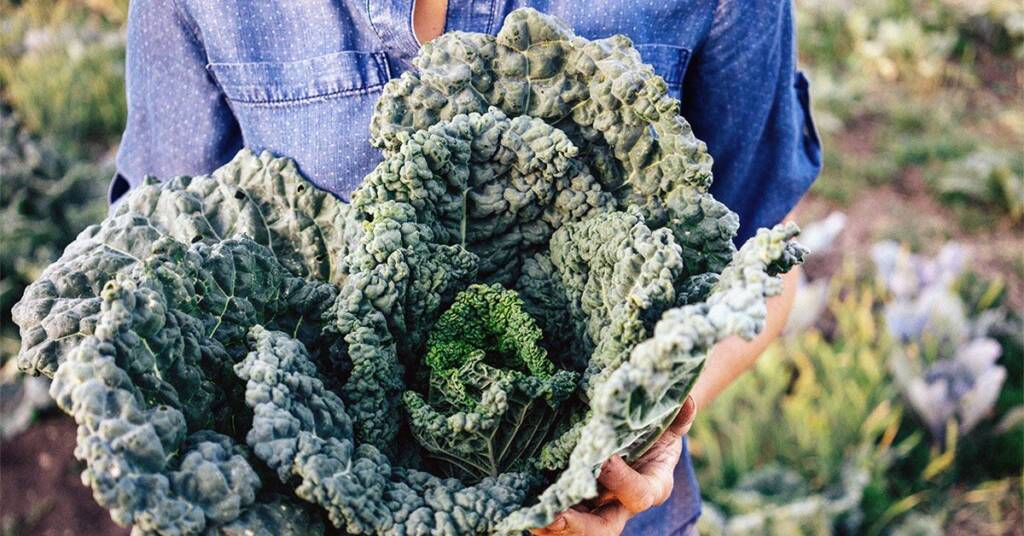 kelj kale