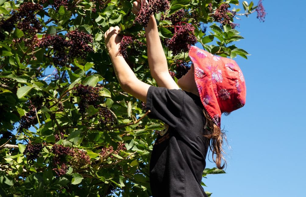 berba zove elderberry picking