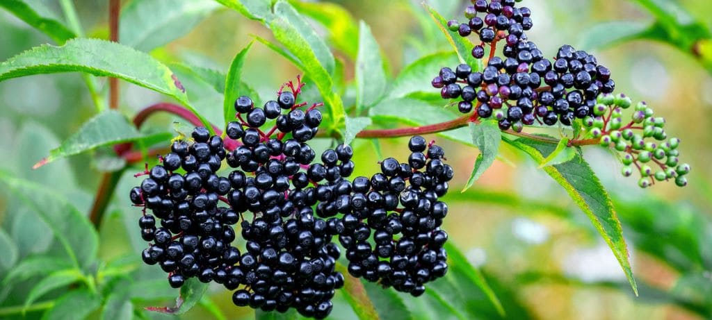 plod zove elderberry berries