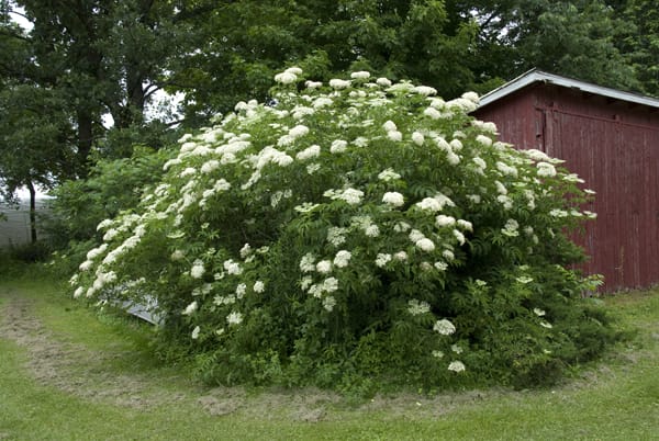 grm zove bush elderberry