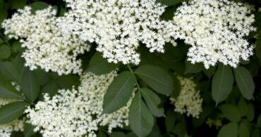 Elderberry as a Medicine – Medicinal Properties of Elderberry and its Use
