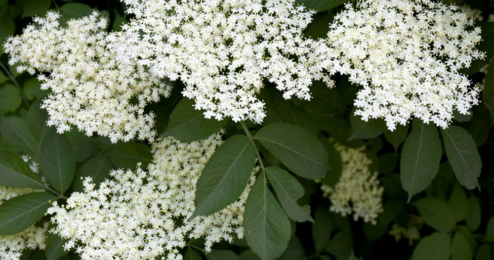 zova elderberry