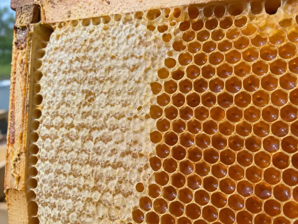 Saće u okviru sa otvorenim ćelijama meda i ćelijama zatvorenim voštanim poklopcima