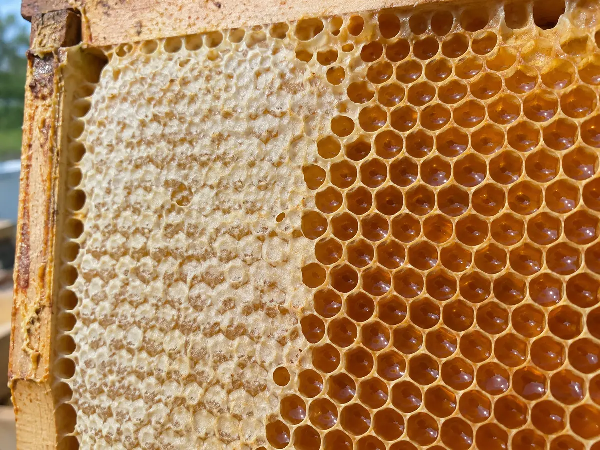 Honeycomb frame with open honey cells beside cells sealed with wax cappings